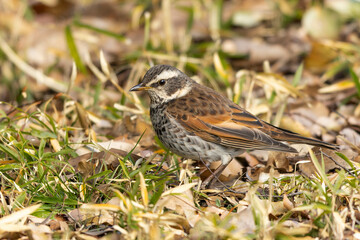 落ち葉を見るツグミ