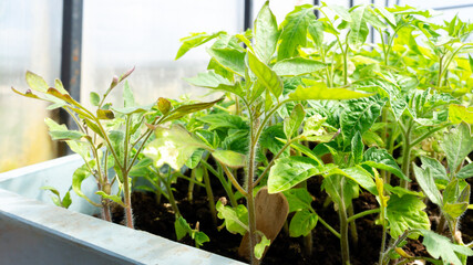 A tomato plant that is wilting because it was planted too early. It has withered from cold temperatures. It was not properly hardened off from the green house. High quality photo