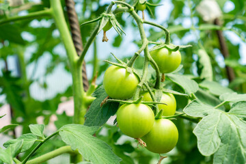 Tomato plants in greenhouse. Green tomatoes plantation. Organic farming, young tomato plants growth in greenhouse. High quality photo
