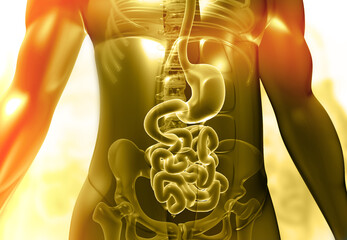 Human digestive system anatomy. 3d illustration.