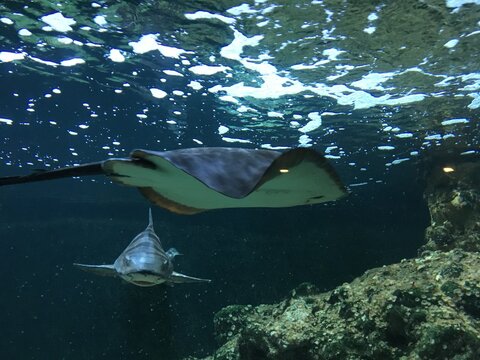 Stingray underwater at Amsterdam aquarium 