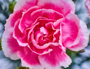 Bright pink carnation flower top view closeup,as a natural, romantic background. Spring is coming.