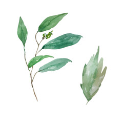 Watercolor branches with green leaves, botanical