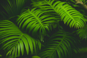palm tree green leaves closeup
