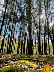 forest in autumn. Ukraine, Kyiv region