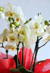 Bellissimi fiori di orchidea bianca, isolati su uno sfondo grigio.