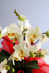 Bellissimi fiori di orchidea bianca, isolati su uno sfondo grigio.