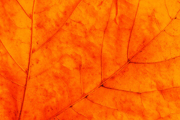 Golden leaf. Yellow autumn leaf background. Vibrant golden color natural veins texture. Closeup...