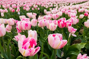 Foto op Plexiglas Tulip field in Meerdonk, Belgium © Catalin