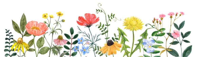 Fototapeten Gemalte Blumen Wildflower border, watercolor illustration. Pretty and colorful floral frame. Botanical invitation template on transparent background. Summer meadow flowers painting. PNG clipart.  © Anna Nekotangerine