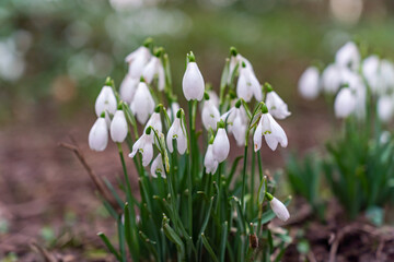 Fototapeta premium Penrhos Nature park at sunrise Isle of Anglesey North Wales