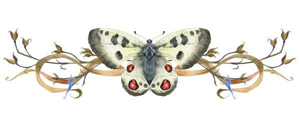 Butterfly apollo and meadow grass banners. Natural watercolor illustration, vignette for greetings and invitation