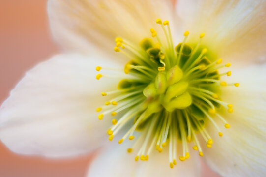 Freshly blossomed hellebore flower, photographed close up, in spring. 
