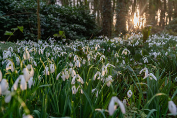 Penrhos Nature park at sunrise Isle of Anglesey North Wales