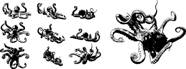 Silhouette set of octopus rendering from different angles, sketch drawing of octopus from different angle