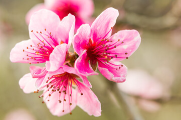 Obraz premium Freshly blossomed peach blossom, photographed close up, in spring. 