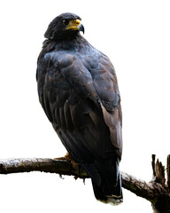 Common black hawk isolated on transparent background, large and majestic bird of prey