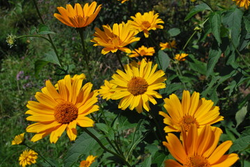 several yellow marigold flowers