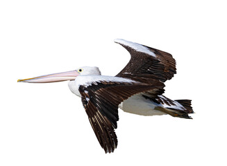 large, majestic australian pelican (Pelecanus conspicillatus) in flight isolated on transparent background; large bird flying isolated