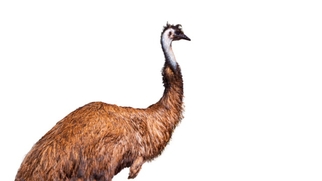 Mighty Australian emu isolated on transparent background; large non-flying bird with long neck; Australian wildlife isolated