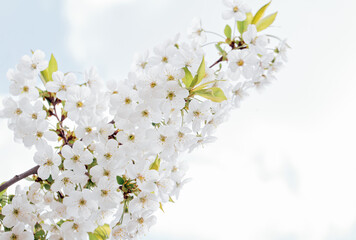 Obraz premium Spring background with white blossoms and sunbeamson Branches of blossoming cherry macro with soft focus background. Easter and spring greeting cards. Springtime
