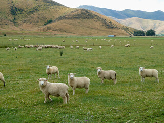 sheep grazing beautiful landscaps in australia