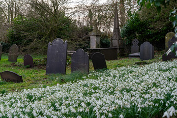 snowdrops in a graveyard on Anglesey North Wales