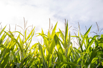 Maisfeld Futtermais Feld Ackerbau Landwirtschaft Sommer