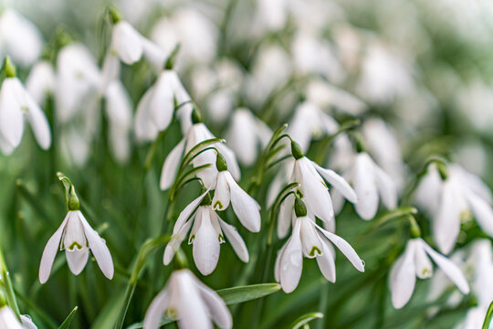 snowdrops in a graveyard on Anglesey North Wales