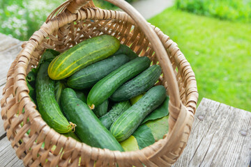 Ripe green cucumbers lie in a wicker basket in the garden. The concept of harvesting vegetables in summer and autumn