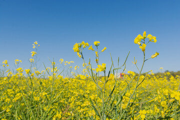 Fototapeta premium Flowers of oilseed plant rapeseed on a background of blue sky. Plant seeds for the oil industry and green energy