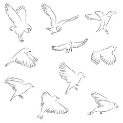 10 Fliegende Vögel Lineart Vektor Zeichnungen | Flying Birds Vector Drawings