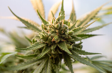 Detail of Cannabis plant