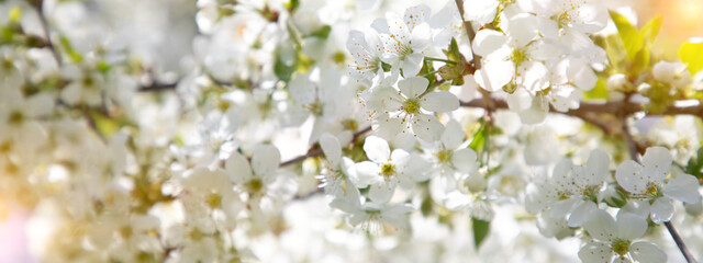 Branches with apple blossom against a clear blue sky. Web banner with spring blooming background. Flowering fruit tree close-up. Selective focus