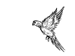 Sketch of cute bird. vector illustration on white paper background