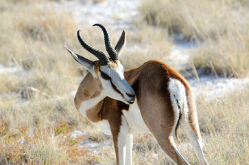 springbok in Namibia wildlife