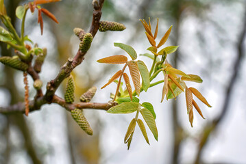Walnuts young leaves. Walnut tree blooms in spring. Walnut tree leaves and catkins close up. Walnut tree blooms, young leaves of the tree in the spring season, nature outdoors.