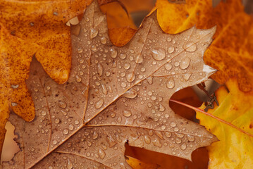 Naklejka na ściany i meble Close up shot of orange oak leaf on yellow foliage with rain drops on it. Atmospheric details of autumn, colorful nature in wet season