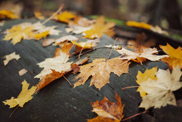 Yellow autumn maple leaves on dark wood. Natural background, bright details of nature, fall atmoshere