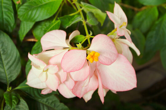 Mussaenda Philippica Queen Sirikit with Gorgeous Light Pink Sepal, the Flower's Named in Honor of Queen Sirikit of Thailand by the Philippine Government