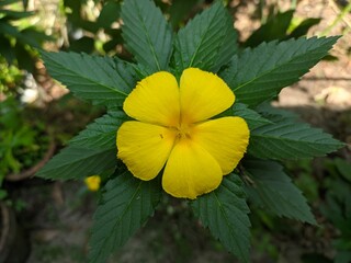 yellow flower in the garden with petals 