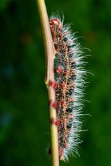 a caterpillar on a dried grass with bokeh background