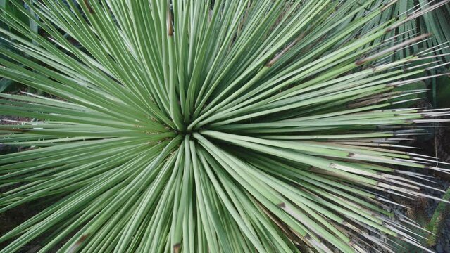 agave strict in the botanical garden