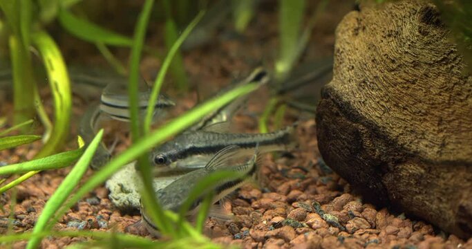 Otocinclus affinis and Corydoras pygmaeus fishes eating algae wafer in aquarium