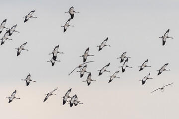 A group of cranes (Grus grus) flying during a winter day as part of the migration