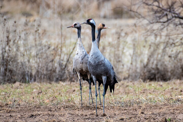 Cranes (Grus grus) in a field in Gallocanta Lake during a winter day