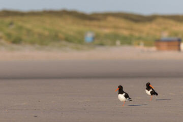 Eurasian oystercatchers (Haematopus ostralegus) on the beach on Juist, East Frisian Islands, Germany.