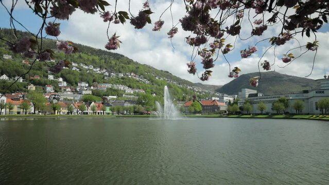 Beautiful spring day in Bergen, Norway, with blooming cherry blossom trees in the city park.
