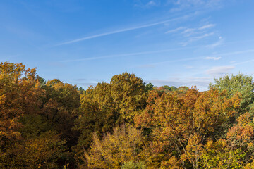 Mixed forest in the autumn season with different deciduous trees