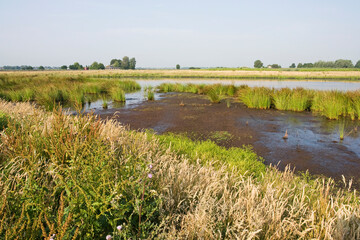 Groene Jonker, Zevenhoven, Netherlands